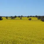 canola